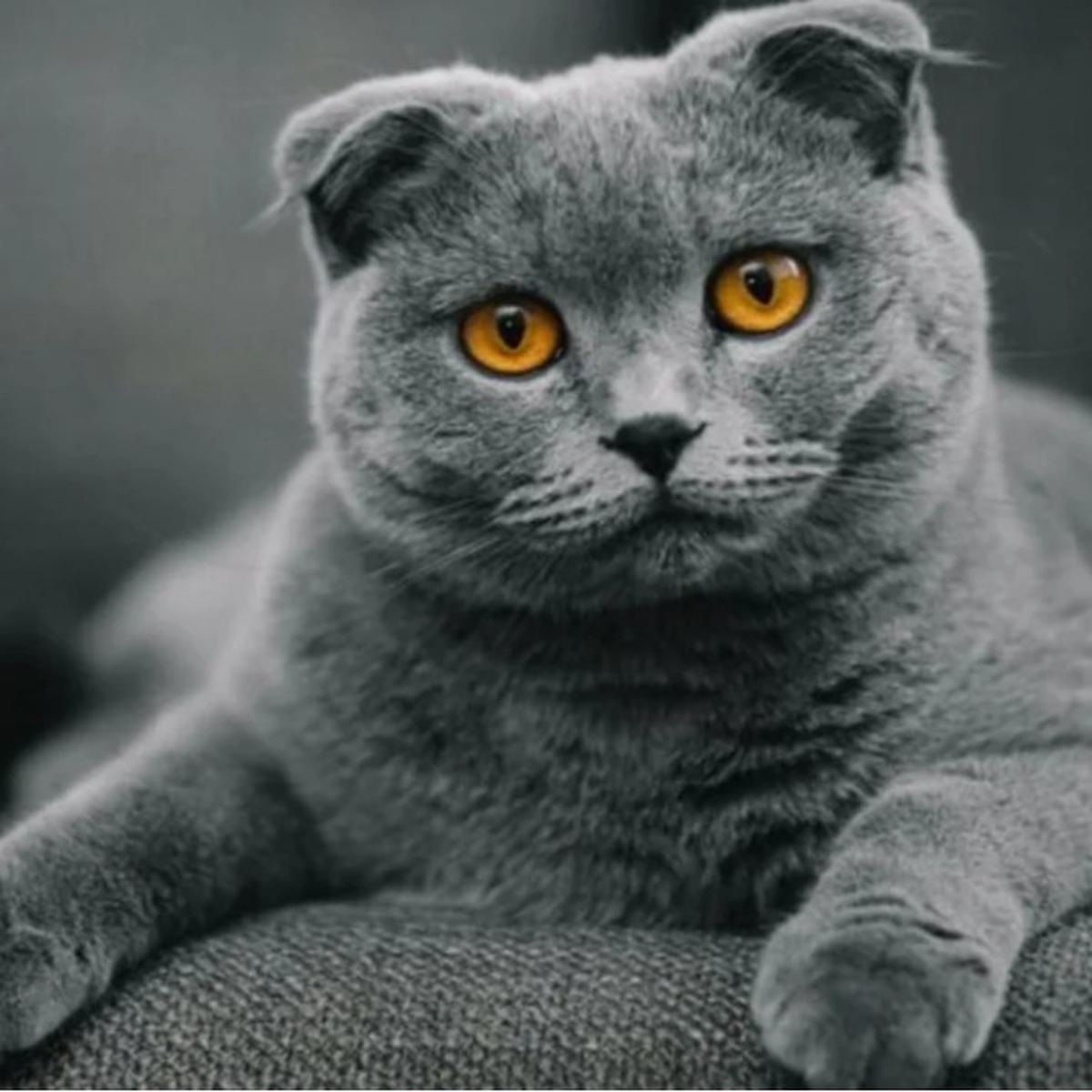 Ilustrasi Warna Kucing Langka