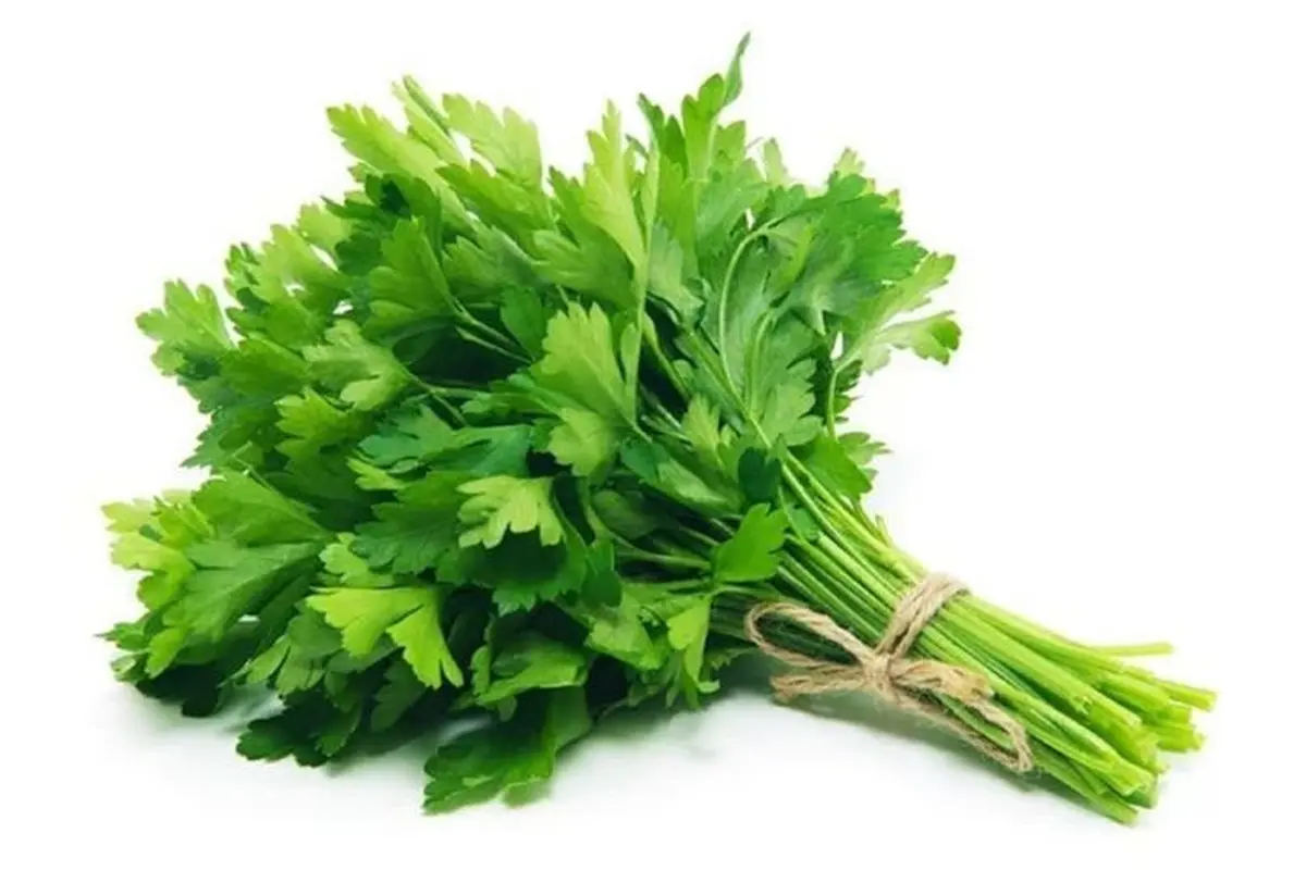 daun seledri