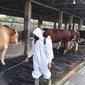 Petugas dari Dinas Pertanian dan Ketahanan Pangan Jember lakukan penyemprotan disinfektan terhadap kandang sapi. (Istimnewa)
