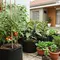 7 Kebun Sayur Minimalis di Pekarangan Rumah, Inspirasi Praktis yang Hemat Tempat