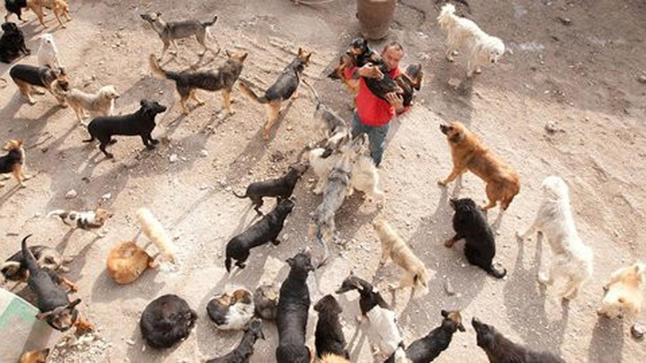 Demi tolong ratusan anjing terlantar, miliuner ini rela bangkrut