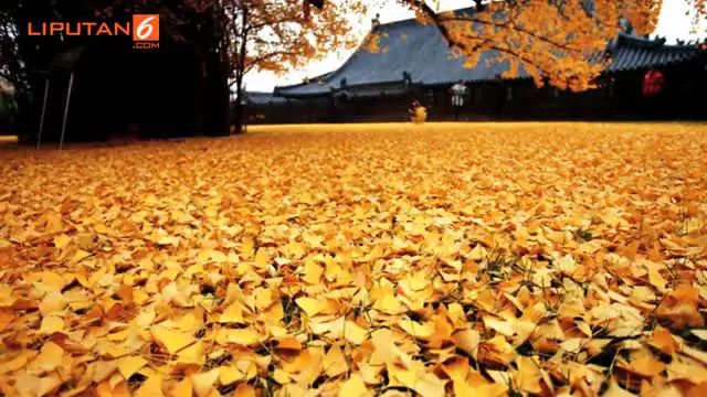 Gugurnya daun dari pohon tersebut merupakan suatu perayaan yang wajib dilakukan disetiap musim gugur tiba.