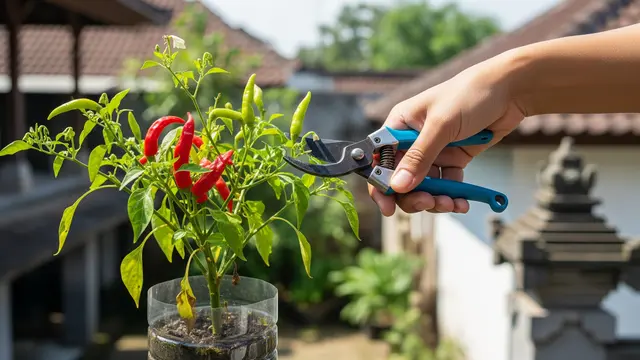 7 Cara Menanam Cabai Subur di Botol Plastik, Panen Banyak Meski Lahan Terbatas