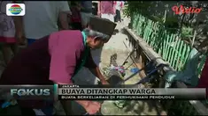 Warga Jakarta Barat temukan buaya liar di area persawahan. 