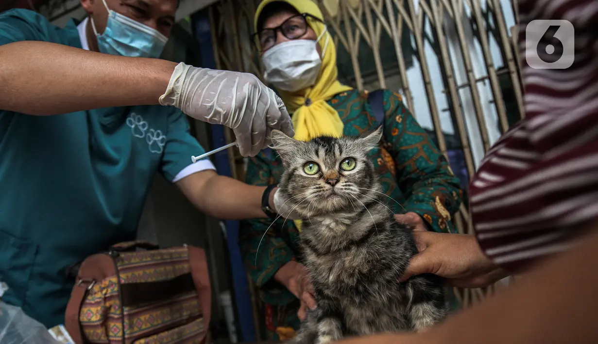 Dokter hewan dari Dinas Ketahanan Pangan dan Pertanian menyuntikkan vaksin rabies pada seekor kucing di Jakarta, Rabu (27/10/2021). Vaksin rabies untuk hewan peliharaan warga ini merupakan program Pemda untuk menjadikan kota Jakarta menjadi ramah hewan atau tanpa rabies. (Liputan6.com/JohanTallo)