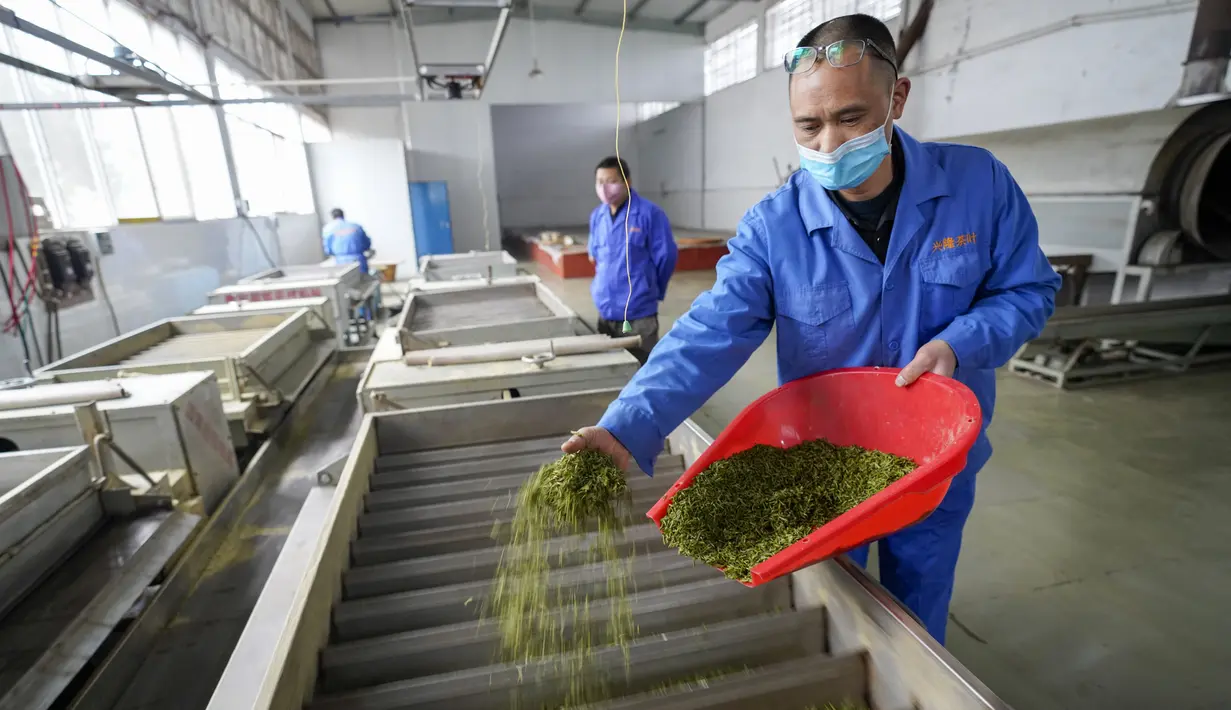 Aktivitas pekerja di sebuah pabrik teh di Chongqing, China, Minggu (23/2/2020). Melalui peningkatan upaya pengendalian epidemi virus corona atau COVID-19, pabrik teh di China mulai melanjutkan kegiatan produksi pada awal musim semi ketika pucuk daun teh mulai terlihat. (Xinhua/Liu Chan)