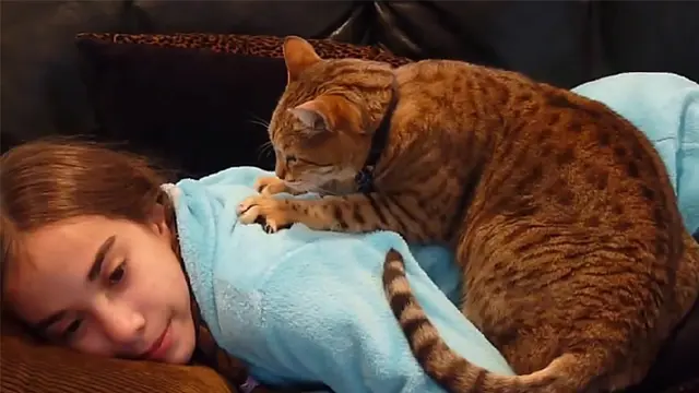 5 Tingkah Kucing Ini Ternyata Bentuk Caper Kepada Pemilik