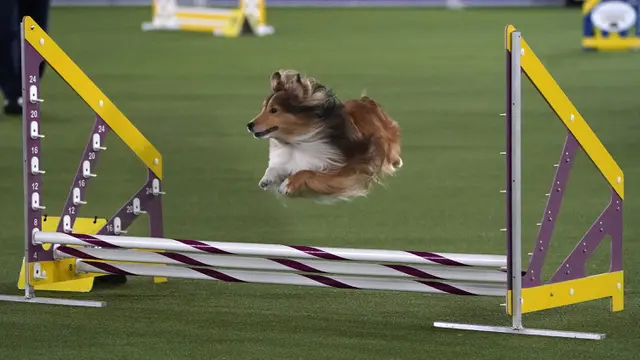 FOTO: Anjing-Anjing Menggemaskan Tampil di Westminster Kennel Club Dog Show