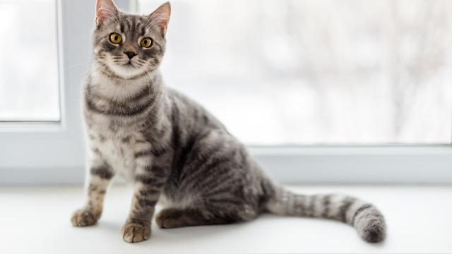 Niatnya Estetik, Karpet Cantikmu Malah Jadi Korban Cakaran Kucing