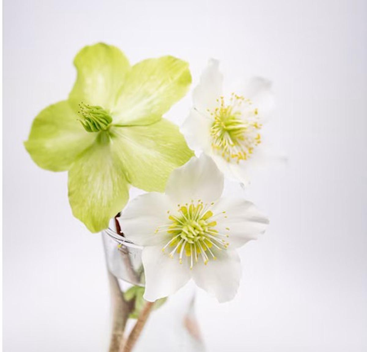 Green Hellebore