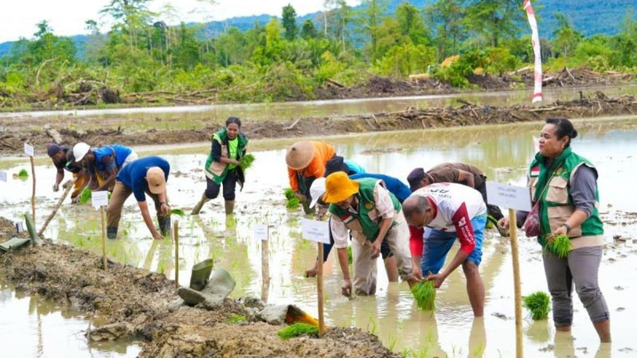 Pemerintah Dorong Swasembada Beras Papua Demi Kesejahteraan Petani