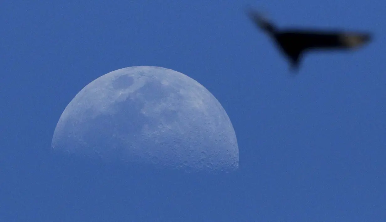 Seekor burung terbang ketika bulan terbit di langit Panama City pada 27 Juli 2020. (AP Photo / Arnulfo Franco)