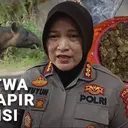 Jadi Sorotan! Tapir, Satwa Langka Namun Diburu dan Dimasak Warga