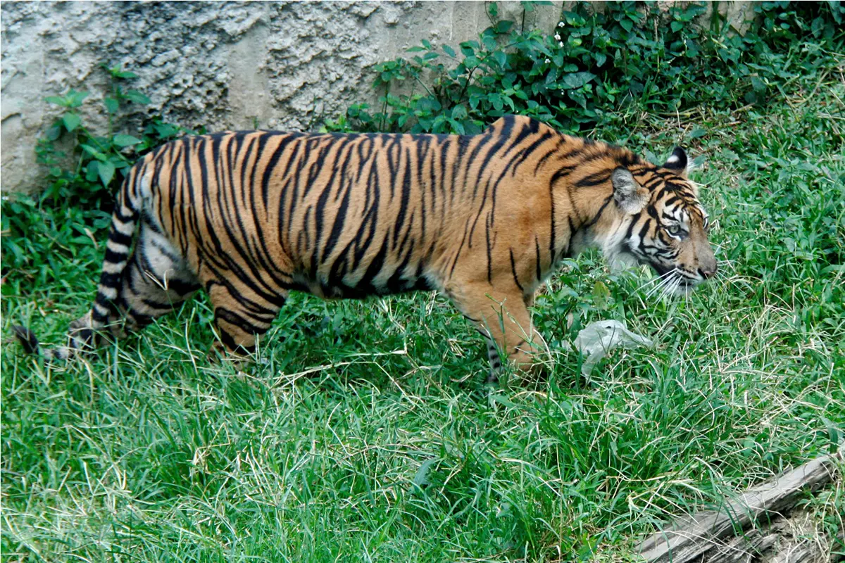 Menjadi Harimau Sumatera Tertua Di Dunia, Djelita Disuntik Mati