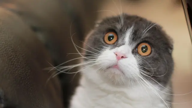 Scottish Fold