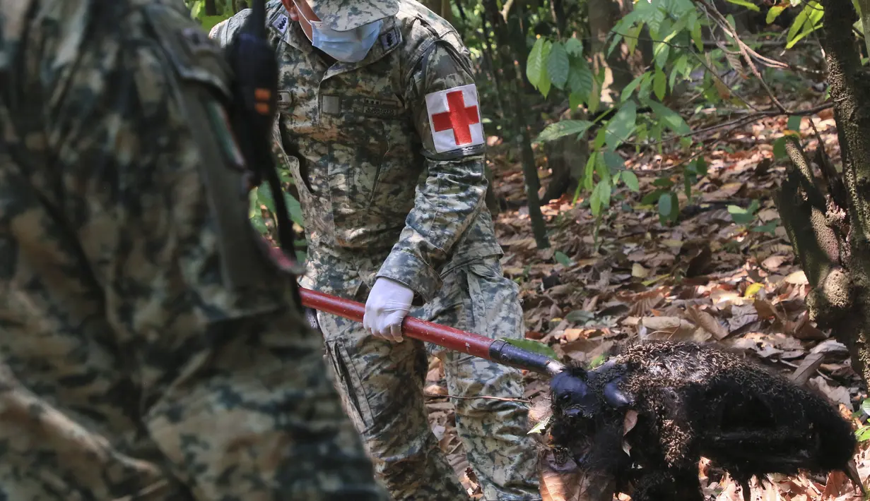 Puluhan monyet howler ditemukan mati di negara bagian pesisir Teluk tersebut, sementara yang lainnya diselamatkan oleh warga yang kemudian membawanya ke dokter hewan setempat. (AP Photo/Luis Sanchez)