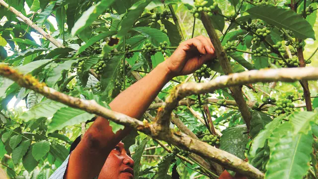 Biji Kopi Pinogu