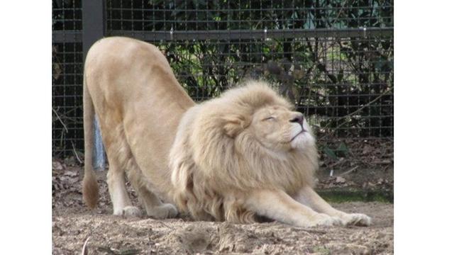 6 Pose Hewan saat Tidur Nungging Ini Bikin Gemas