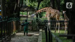 Petugas memberi makan jerapah di Taman Margasatwa Ragunan, Jakarta Selatan, Senin (20/4/2020). Pihak pengelola Taman Margasatwa Ragunan tetap melakukan perawatan terhadap seluruh satwa selama pandemi virus corona COVID-19. (Liputan6.com/Faizal Fanani)