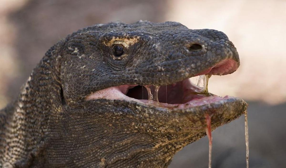 1. Naga Komodo