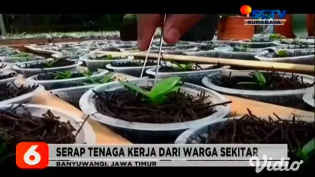 Budi daya tanaman anggrek milik Rohimah yang berada di kaki Gunung Raung, Kabupaten Banyuwangi, Jawa Timur terus berkembang. Kini dari budi daya tanaman anggrek bisa menghasilkan pundi-pundi rupiah bagi keluarga dan warga sekitarnya.