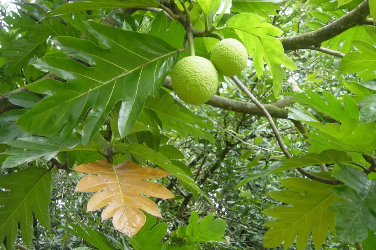 Sukun