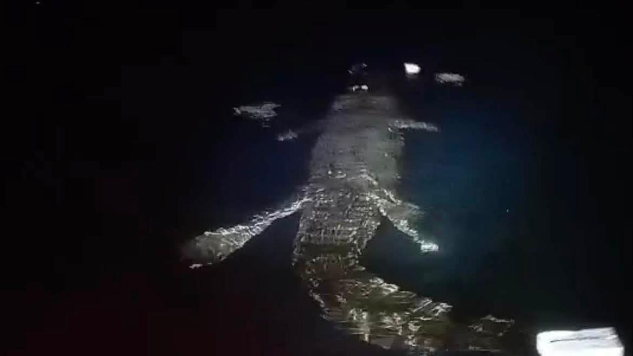 Buaya yang diduga menerkam seorang warga di Pantai Pasangkayu, Sulbar. (Dok. Istimewa)