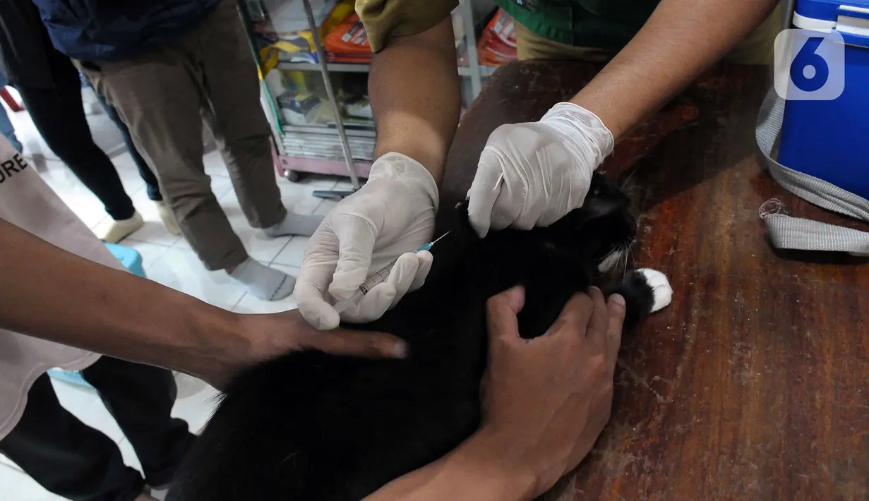 Vaksin rabies diberikan secara gratis untuk warga ber-KTP DKI Jakarta.  (merdeka.com/Imam Buhori)