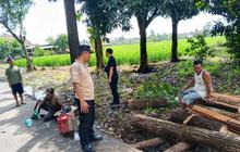 Akses Jalan Tiga Kecamatan di OKU Timur Lumpuh Akibat Pohon Tumbang