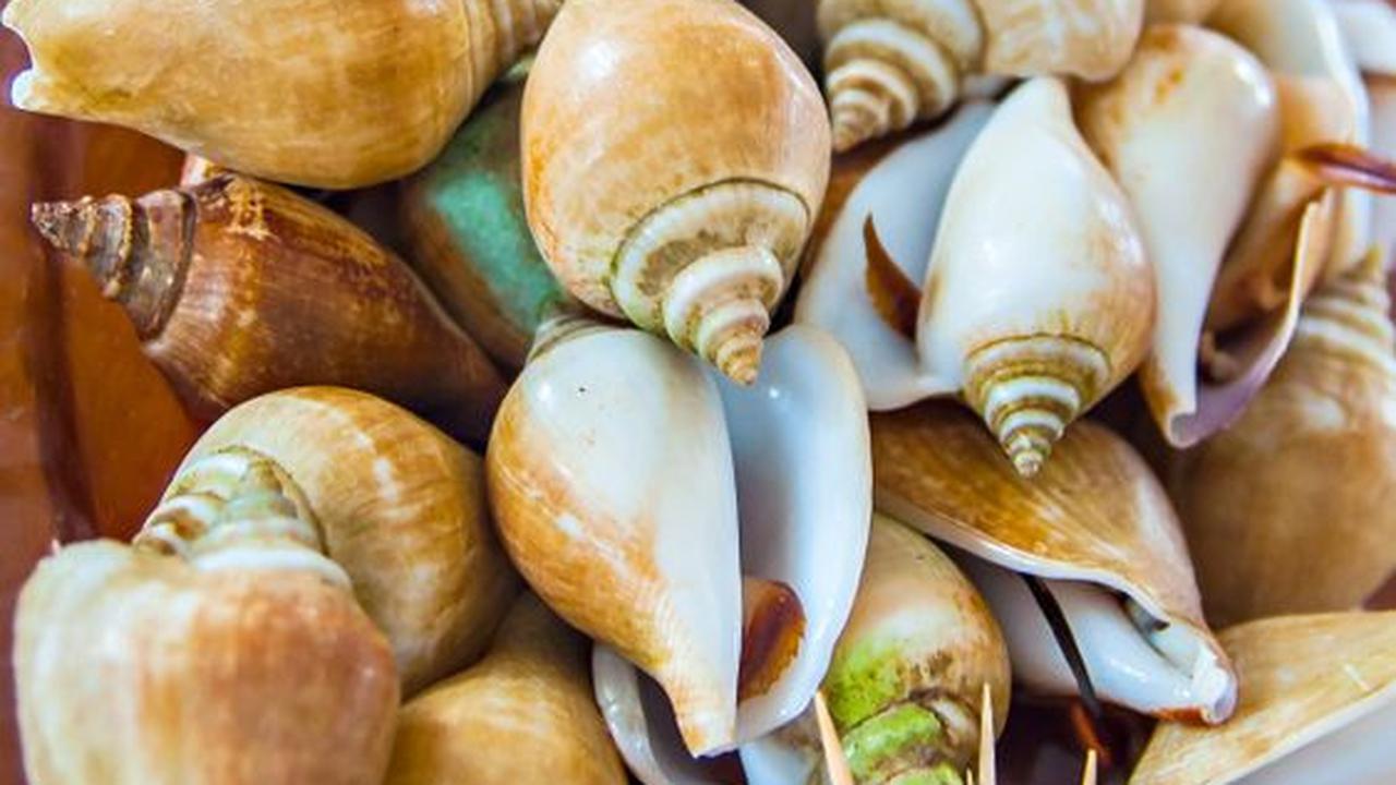 Gonggong dari Kepulauan Riau