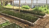 Hari Mangrove Sedunia, Rumah Pembibitan Berbasis IoT Hadir di Cilacap
