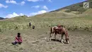 Seorang joki menunggu kuda yang sedang makan rumput di Bukit Teletubies, Taman Nasional Bromo Tengger Semeru, Jawa Timur, Sabtu (4/11). Penduduk sekitar menyediakan jasa penyewaan kuda untuk wisatawan. (Liputan6.com/Fery Pradolo)