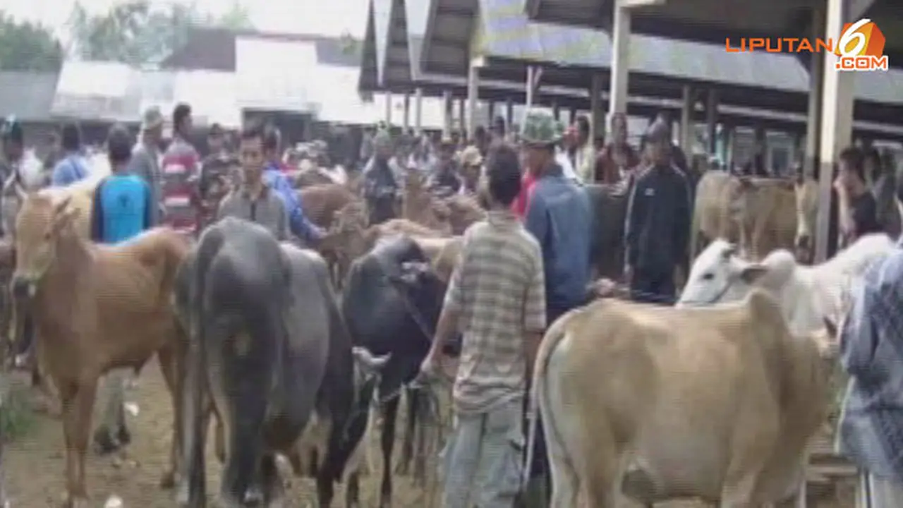 sapi-kurbamn130919a.jpg