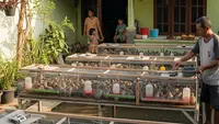 9 Usaha Ternak Tanpa Ganggu Tetangga, Minim Bau dan Suara