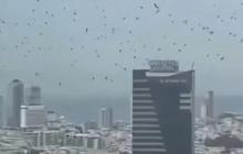 VIDEO Langit Tel Aviv Dikerumuni Ribuan Burung Gagak, Netizen Anggap Pertanda Runtuhnya Israel Seperti Disebut Kitab Suci