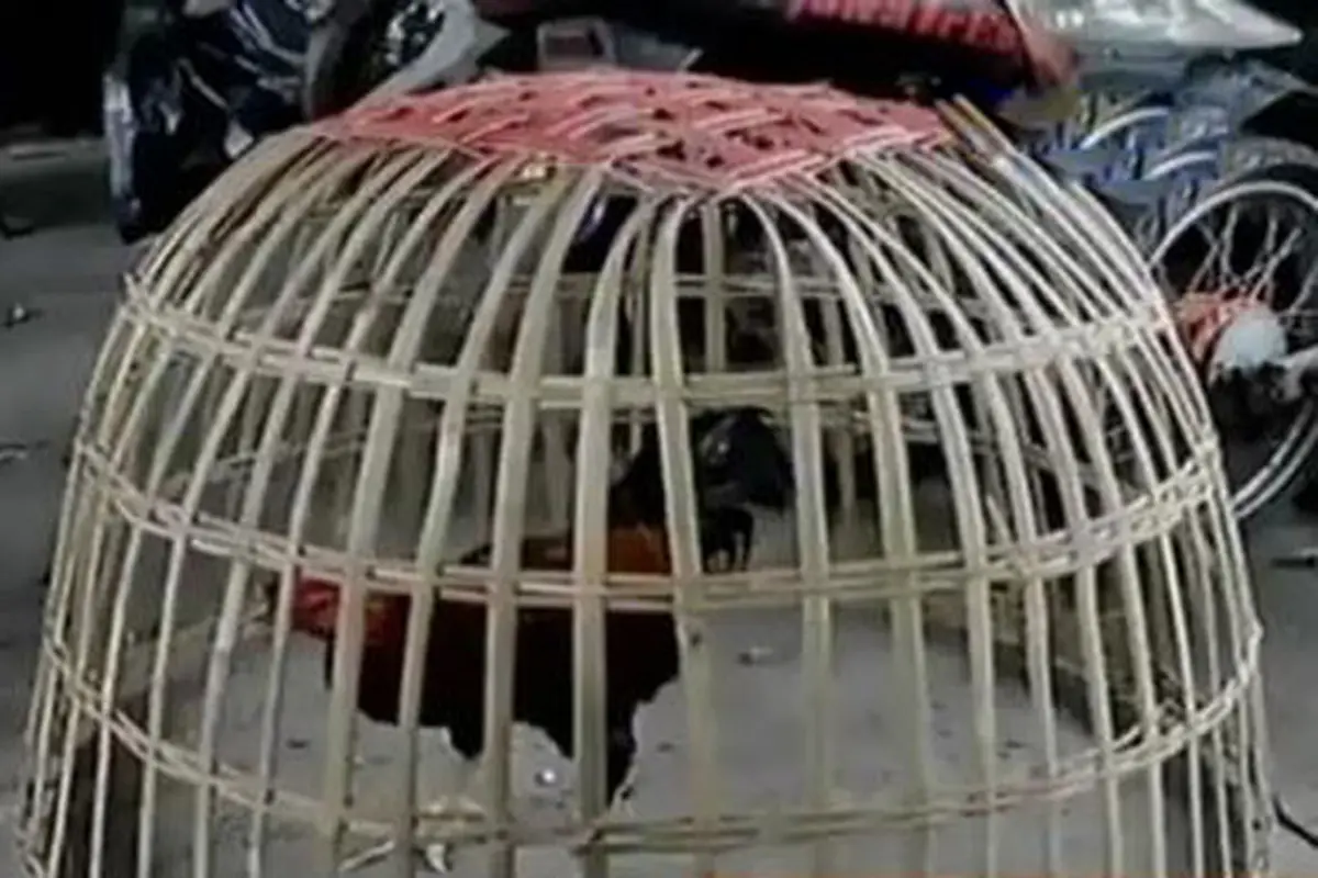 Judi Sabung Ayam
