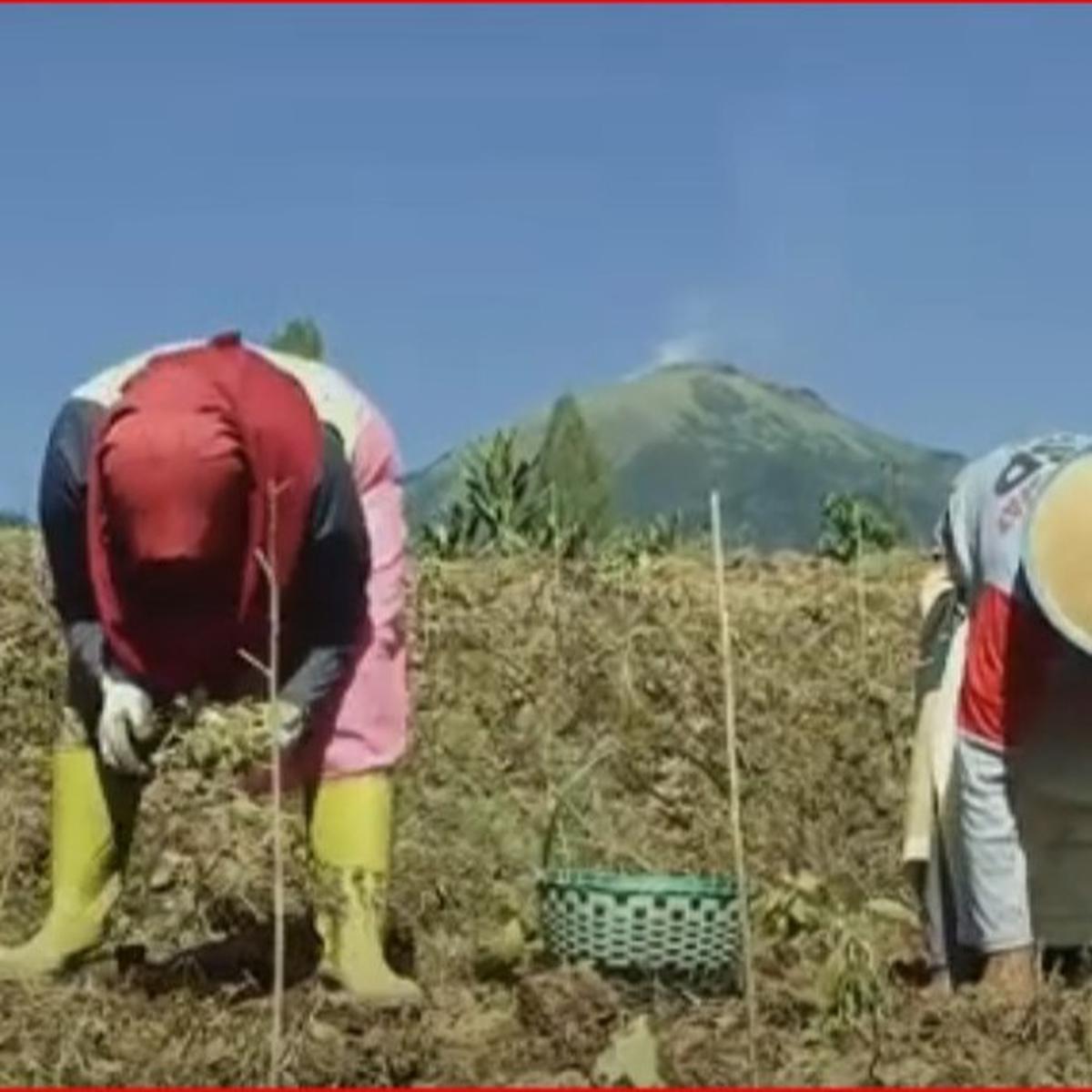 Petani Tembakau Srintil