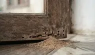 7 Tanda Kayu Dimakan Kutu Kayu dari Dalam yang Wajib Diketahui Sebelum Kerusakan Makin Parah