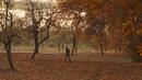 Seorang gadis berjalan melewati pepohonan yang merontokkan daun musim gugurnya di taman Nishat Bagh di Srinagar (16/11/2020). (AFP/Tauseef Mustafa)