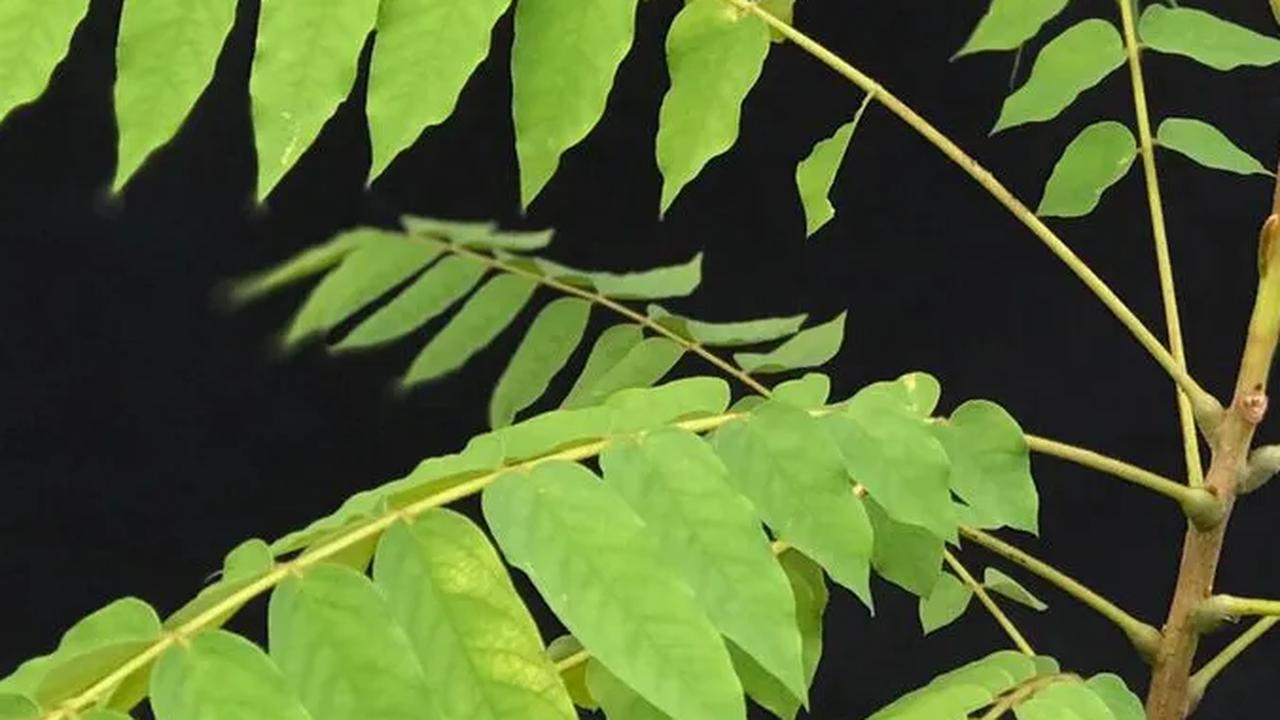 Daun belimbing wuluh, dengan warna hijau gelap dan susunan majemuk, ternyata juga menyimpan sejuta manfaat untuk kesehatan tubuh.