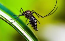 Penyebab Virus Oropouche dan Cara Pencegahannya, Perlu Diketahui