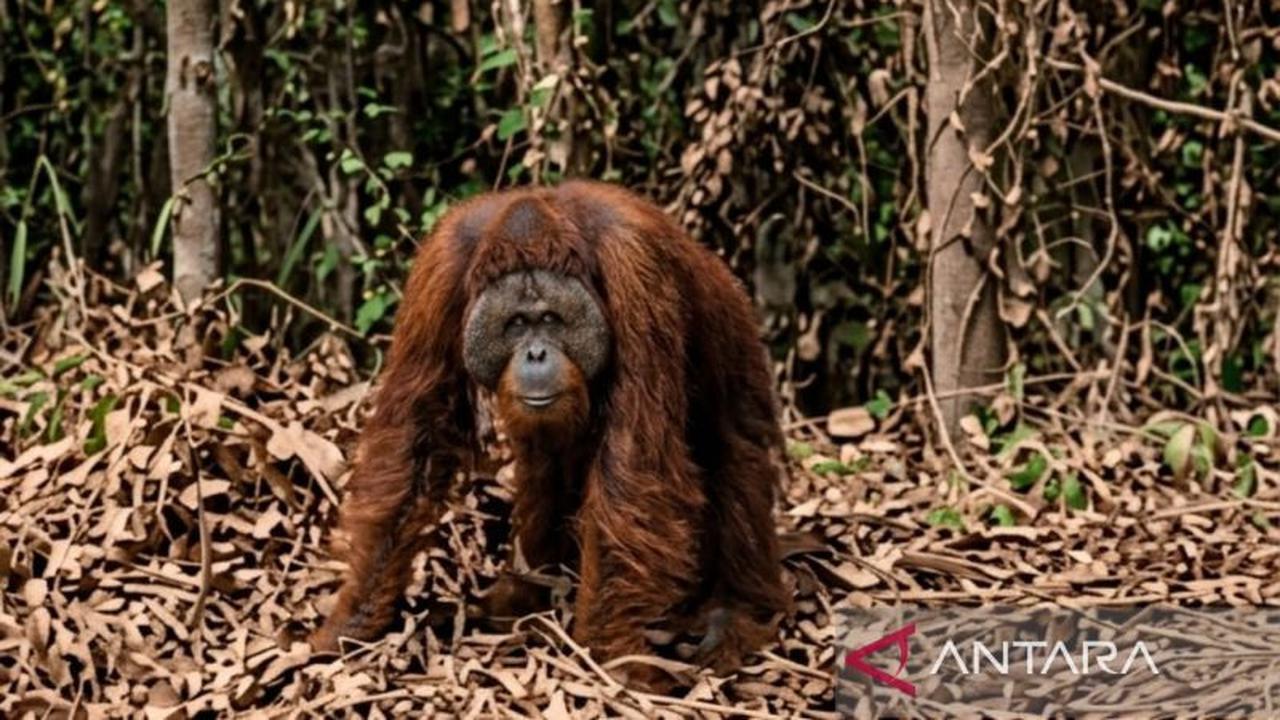 Kronologi Orangutan Muncul di Jalan Perlintasan Perusahaan Kutai Timur