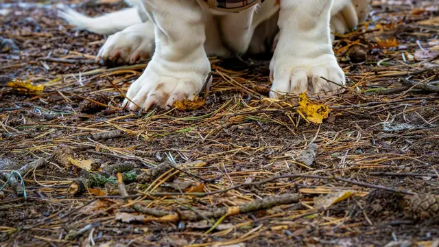 Basset Hound