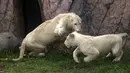 Sepasang singa putih muda -Kimba (kiri) dan Zamara dipamerkan di Kebun Binatang Parque de las Leyendas di Lima, Peru, Selasa (4/1/2022). Mereka lahir di penangkaran Kebun Binatang Leon de Mexico, tiba sebagai bagian dari program pertukaran untuk tujuan ilmiah dan konservasi. (Cris BOURONCLE/AFP)
