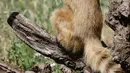 Seekor coati merah memakan es buah beku pada hari yang panas di kebun binatang Roma, Italia, Selasa (25/6/2019). Suhu tertinggi yang berkisar 37 sampai 40 derajat Celsius diperkirakan terjadi di wilayah Italia utara dan tengah. (AP Photo/Andrew Medichini)