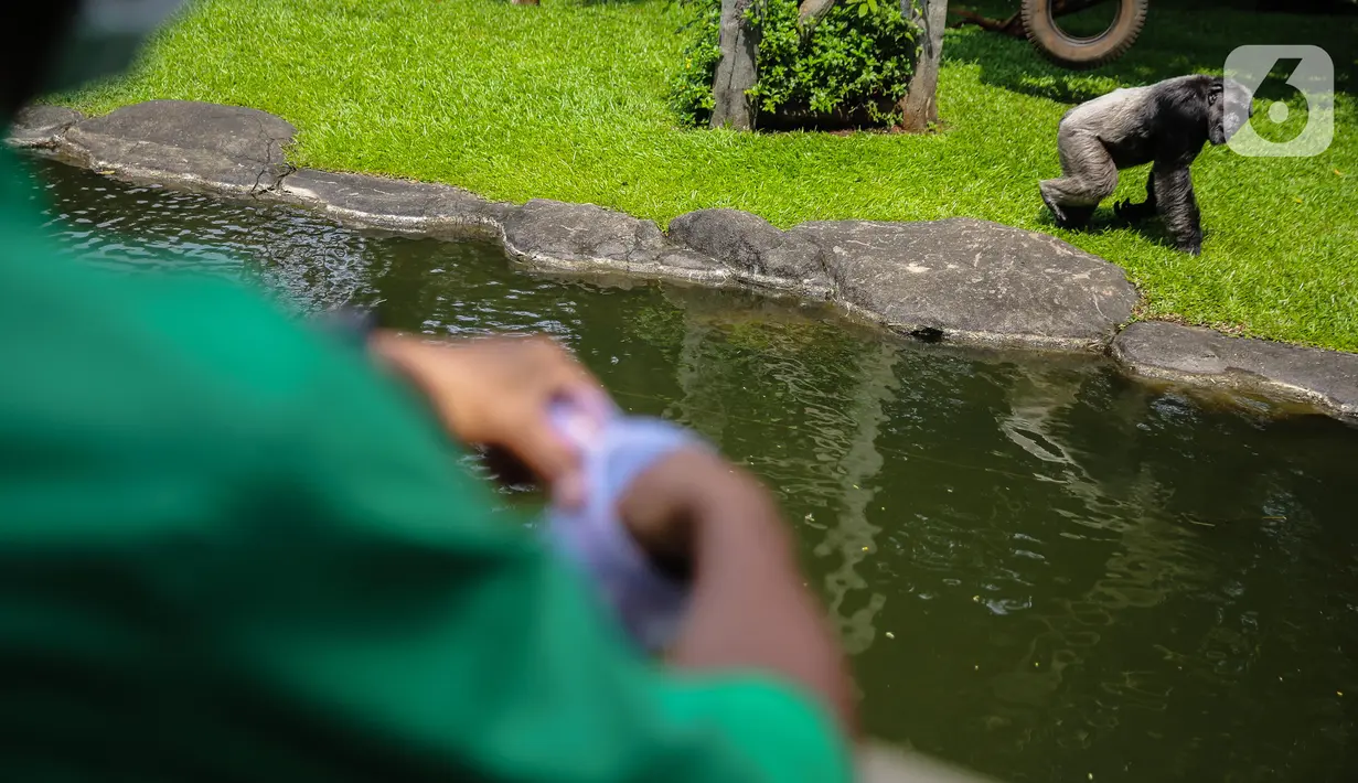 Petugas memberi makan gorila di Taman Margasatwa Ragunan, Jakarta Selatan, Senin (20/4/2020). Pihak pengelola Taman Margasatwa Ragunan tetap melakukan perawatan terhadap seluruh satwa selama pandemi virus corona COVID-19. (Liputan6.com/Faizal Fanani)
