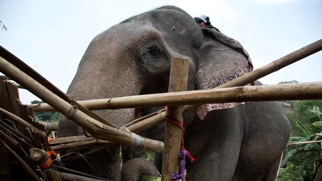 Pasukan Gajah Diterjunkan untuk Gusur Rumah di Kawasan Hutan Lindung