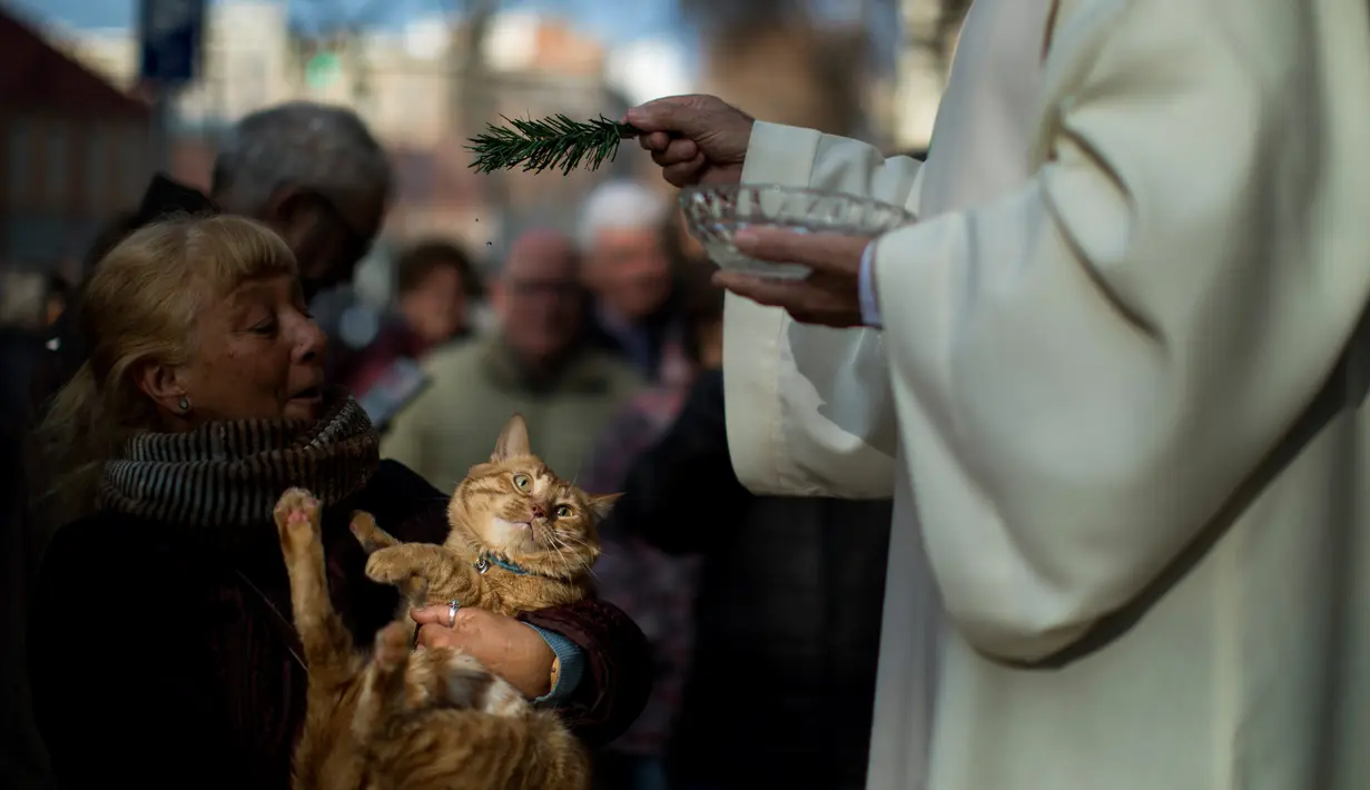 Pastor memberkati seekor kucing pada peringatan Hari santo Antonius di gereja Escola Pia, Spanyol, Kamis (17/1). Pemberkatan hewan ini sebagai bentuk peringatan akan sosok San Anthony yang dikenal sebagai santo pelindung binatang. (AP/Emilio Morenatti)