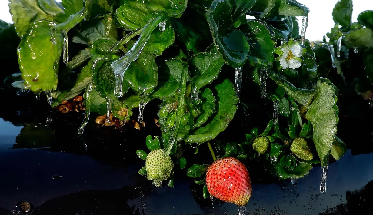 Lapisan es menutupi tanaman stroberi di Plant City, Fla (4/1). Cuaca ekstrem yang melanda daerah di AS membuat petani menyemprotkan air ke tanaman untuk membantu melindungi dari suhu yang sangat dingin. (AP Photo / Chris O'Meara)