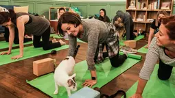 Rae Paoletta melakukan meditasi dalam kelas yoga bersama kucing  di kafe kucing Brooklyn, New York, Rabu (13/3). Kafe ini menawarkan tempat latihan yoga dengan ditemani kucing-kucing menggemaskan. (REUTERS/Jeenah Moon)